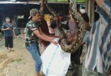 Warga Tangkap Ular Piton Sepanjang 7 Meter Di Aceh Timur