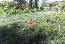 ASN Di Abdya Garap Lahan Kosong Jadi Produktif