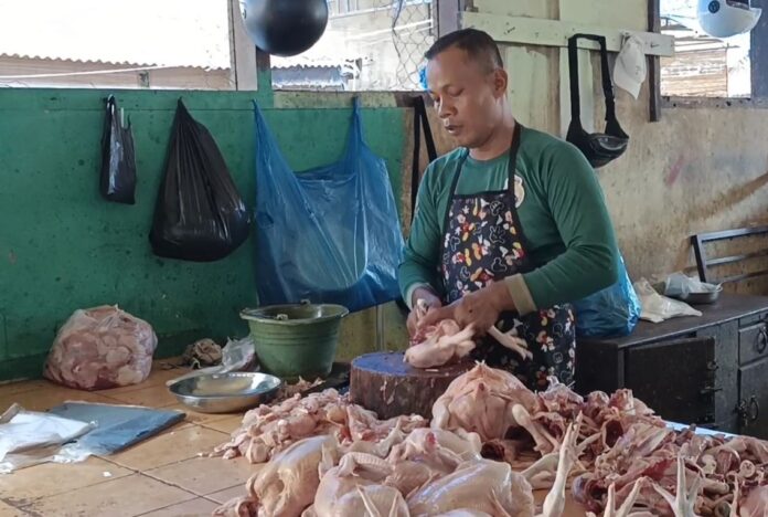ayam