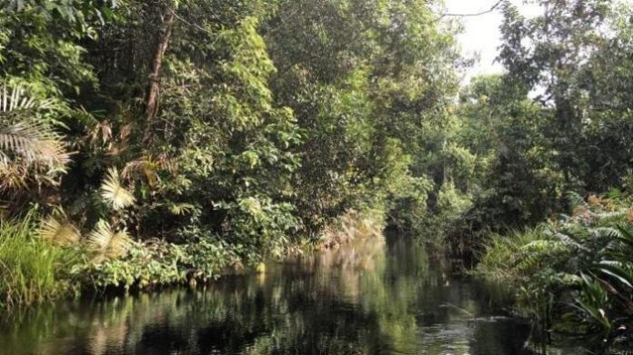 hutan-kaltim