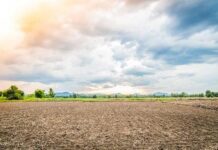 Dampak El Nino di Bidang Pertanian dan Strategi yang Dapat Dilakukan Petani