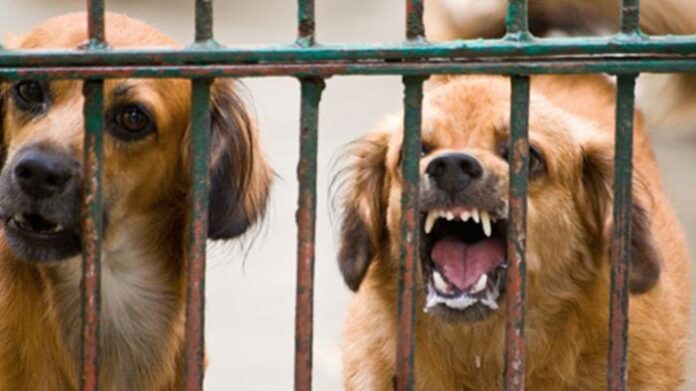 ilustrasi-rabies_20150113_180746