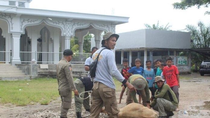 12-ternak-ditangkap-di-aceh-jaya