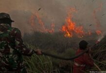 NTT Siaga Darurat Kekeringan dan Karhutla hingga Oktober 2023