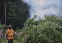Polres Nagan Raya Musnahkan 4 Hektare Ladang Ganja