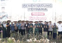 Pj Bupati Diwakili Sekda Aceh Besar Ikut Panen Jagung Perdana Program I’M Jagong Kodam Iskandar Muda