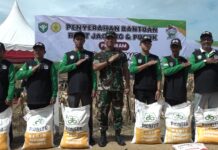 Meski Elnino, Program I’m Jagong Pangdam IM Sukses Panen Perdana Di Tiga Wilayah