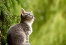 Di Gurun Abu Dhabi Ratusan Kucing Ditemukan Mati