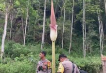 Warga Heboh, Bunga Bangkai Setinggi 3 Meter Tumbuh Di Beutong Ateuh Banggalang