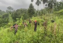 Polres Aceh Utara Tangkap 2 Pengedar Dan Musnahkan 40 Ribu Batang Ganja