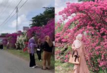 Viral Spot Berfoto di Banda Aceh Bunga Bougenville Alue Naga, Jadi Daya Tarik Muda Mudi
