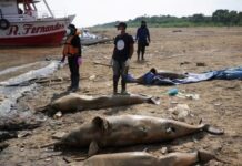 Ratusan Lebih Lumba-Lumba Amazon Mati, Diduga Karena Kepanasan