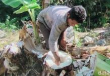 Warga Sikka NTT Makan Dan Minum Dari Air Batang Pisang Akibat Kekeringan
