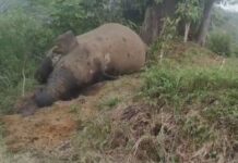 Warga Temukan Gajah Mati Tanpa Gading Di Gunung Salak Aceh Utara