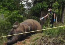 Polisi Dan Tim BKSDA Indentifikasi Dan Bedah Gajah Di Gunung Salak Aceh Utara