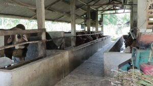 Harga Sapi