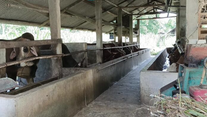 Harga Sapi