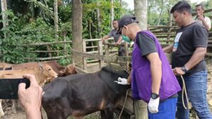 Positif PMK