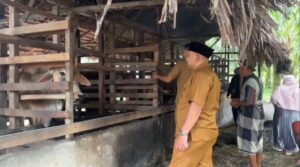 Ternak Terserang PMK