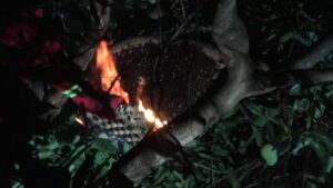 Evakuasi Sarang Lebah