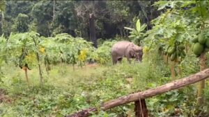 Gajah Liar