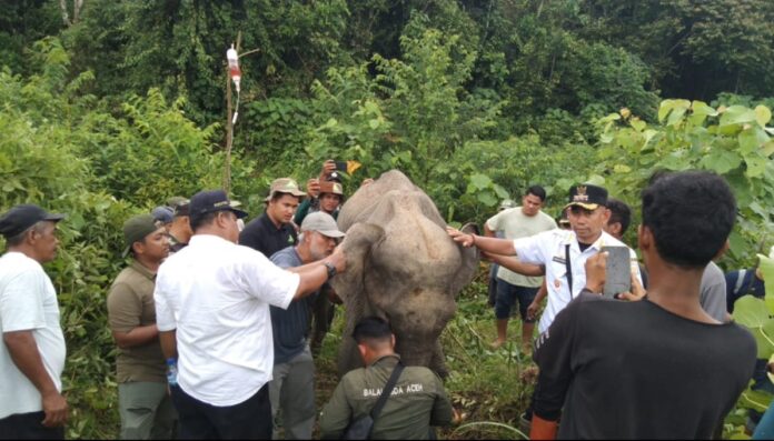 Gajah Liar