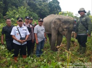 Gajah Liar
