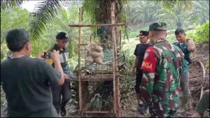 Harimau