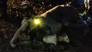 Gajah Liar