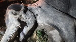 Gajah Liar