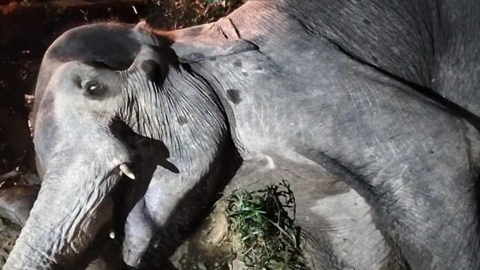 Gajah Liar