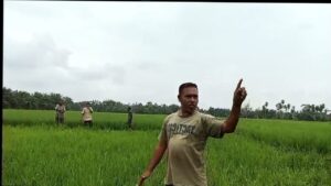 Damai