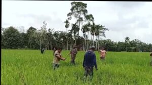 Damai