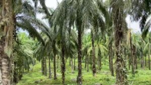 Pj Bupati