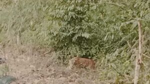 Harimau Sumatera