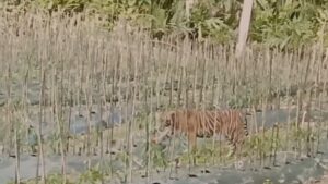 Harimau Sumatera