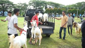 Kambing Dan Domba