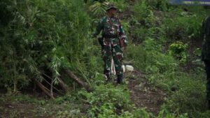 Ladang Ganja