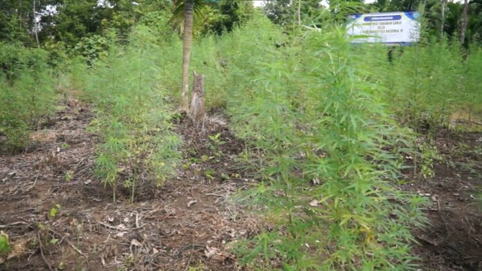 Ladang Ganja