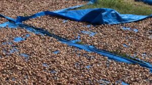 Harga Pinang Di Bireuen
