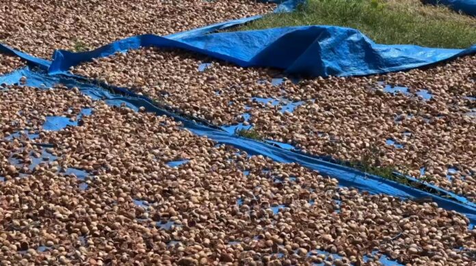 Harga Pinang Di Bireuen