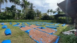 Harga Pinang Di Bireuen