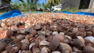 Harga Pinang Di Bireuen