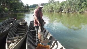 Ikan Mati