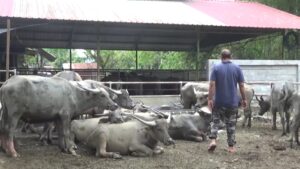 Harga Hewan Qurban
