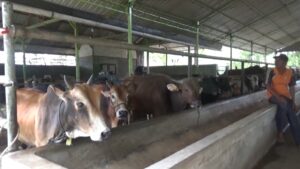Harga Hewan Qurban