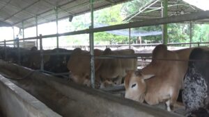 Harga Hewan Qurban
