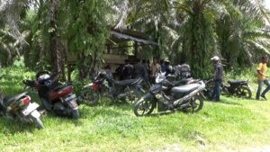 Kebun Plasma
