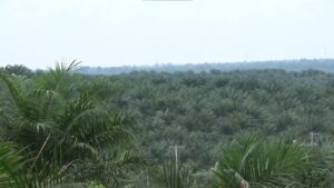 Kebun Plasma